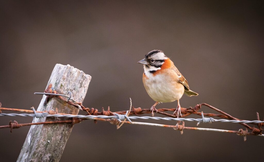 「痩せぎす」とは?意味・語源・使い方をわかりやすく解説